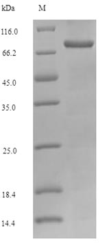 Greater than 90% as determined by SDS-PAGE.