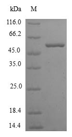 Greater than 90% as determined by SDS-PAGE.