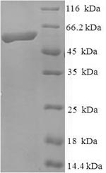 Greater than 90% as determined by SDS-PAGE.