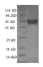 Greater than 90% as determined by SDS-PAGE.