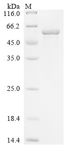 Greater than 85% as determined by SDS-PAGE.Recombinant Human Kinesin-1 Heavy Chain (KIF5B) Protein (His)