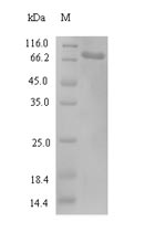 Greater than 90% as determined by SDS-PAGE.