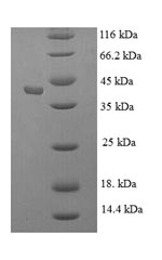 Greater than 90% as determined by SDS-PAGE.