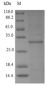 Greater than 90% as determined by SDS-PAGE.Recombinant Human Kallikrein-2 (KLK2) Protein (His)