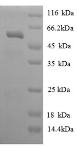Greater than 90% as determined by SDS-PAGE.