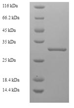 Greater than 90% as determined by SDS-PAGE.