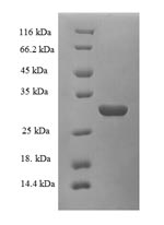 Greater than 90% as determined by SDS-PAGE.Recombinant Rat Plasma Kallikrein (KLKB1) Protein (His)