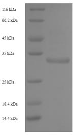 Greater than 90% as determined by SDS-PAGE.