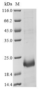 Greater than 85% as determined by SDS-PAGE.Recombinant Mouse Killer Cell Lectin-Like Receptor Subfamily G Member 1 (KLRG1) Protein (His&Myc)