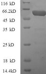 Greater than 90% as determined by SDS-PAGE.
