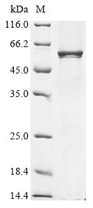 Greater than 85% as determined by SDS-PAGE.Recombinant Human Kynurenine 3-Monooxygenase (KMO) Protein (His)