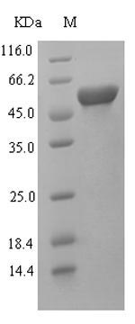 Greater than 90% as determined by SDS-PAGE.