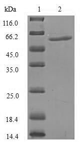 Greater than 90% as determined by SDS-PAGE.Recombinant Human Importin Subunit Alpha-5 (KPNA1) Protein (His)
