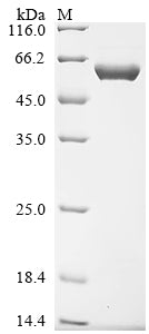 Greater than 90% as determined by SDS-PAGE.