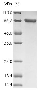 Greater than 85% as determined by SDS-PAGE.Recombinant Human Keratin, Type Ii Cytoskeletal 1 (KRT1) Protein (His)