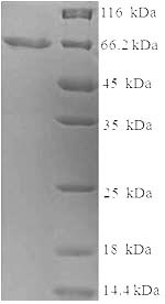Greater than 90% as determined by SDS-PAGE.