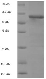 Greater than 90% as determined by SDS-PAGE.