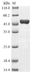 Greater than 85% as determined by SDS-PAGE.Recombinant Human Keratin, Type I Cytoskeletal 18 (KRT18) Protein (His)