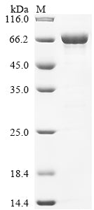 Greater than 90% as determined by SDS-PAGE.