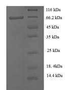 Greater than 90% as determined by SDS-PAGE.