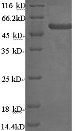 Greater than 90% as determined by SDS-PAGE.