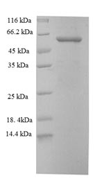 Greater than 90% as determined by SDS-PAGE.