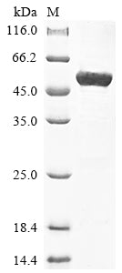 Greater than 85% as determined by SDS-PAGE.Recombinant Human Keratin,Type Ii Cytoskeletal 8 (KRT8) Protein (His)