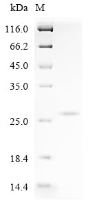 Greater than 90% as determined by SDS-PAGE.