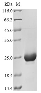 Greater than 85% as determined by SDS-PAGE.Recombinant Human Kinase Suppressor Of Ras 1 (KSR1) Protein (His)