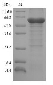 Greater than 90% as determined by SDS-PAGE.
