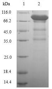 Greater than 90% as determined by SDS-PAGE.Recombinant Human Lymphocyte Activation Gene 3 Protein (LAG3) Protein (His-GST)