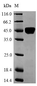 Greater than 90% as determined by SDS-PAGE.Recombinant Human Laminin Subunit Alpha-5 (LAMA5) Protein (His-SUMO)
