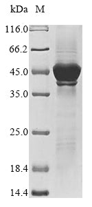 Greater than 85% as determined by SDS-PAGE.