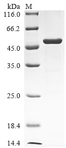 Greater than 85% as determined by SDS-PAGE.Recombinant Human Serine/Threonine-Protein Kinase Lats1 (LATS1) Protein (His&Myc)