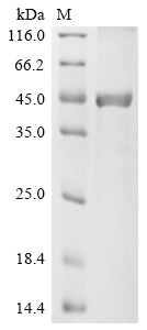 Greater than 85% as determined by SDS-PAGE.Recombinant Human Lipopolysaccharide-Binding Protein (LBP) Protein (His-GST&Myc)