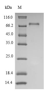 Greater than 90% as determined by SDS-PAGE.Recombinant Human Tyrosine-Protein Kinase Lck (LCK) Protein (His)