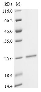 Greater than 90% as determined by SDS-PAGE.Recombinant Human Epididymal-Specific Lipocalin-6 (LCN6) Protein (His)