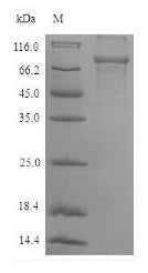 Greater than 90% as determined by SDS-PAGE.Recombinant Human Plastin-2 (LCP1) Protein (His-SUMO)