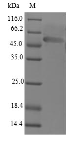 Greater than 90% as determined by SDS-PAGE.