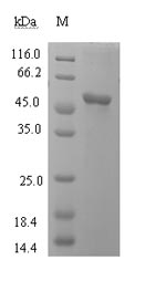 Greater than 90% as determined by SDS-PAGE.Recombinant Human L-Lactate Dehydrogenase C Chain (LDHC) Protein (His-SUMO)