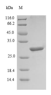 Greater than 90% as determined by SDS-PAGE.Recombinant Human Leukocyte Cell-Derived Chemotaxin 1 (CNMD) Protein (His-SUMO)