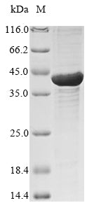 Greater than 85% as determined by SDS-PAGE.