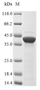 Greater than 85% as determined by SDS-PAGE.Recombinant Mouse Left-Right Determination Factor 2 (LEFTY2) Protein (His&Myc)