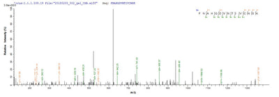 Based on the SEQUEST from database of E.coli host and target protein, the LC-MS/MS Analysis result of this product could indicate that this peptide derived from E.coli-expressed Bos taurus (Bovine) LGALS1.