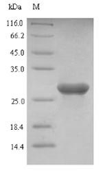 Greater than 90% as determined by SDS-PAGE.