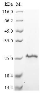 Greater than 90% as determined by SDS-PAGE.Recombinant Mouse Galectin-1 (LGALS1) Protein (His&Myc)