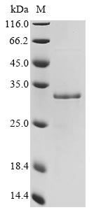 Greater than 85% as determined by SDS-PAGE.Recombinant Mouse Galectin-3 (LGALS3) Protein (His)