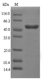 Greater than 90% as determined by SDS-PAGE.Recombinant Rat Galectin-4 (LGALS4) Protein (His-SUMO)