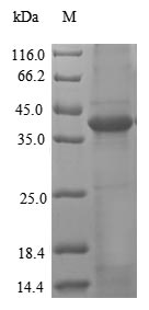 Greater than 90% as determined by SDS-PAGE.Recombinant Human Legumain (LGMN) Protein (His)