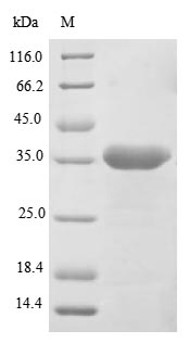 Greater than 85% as determined by SDS-PAGE.